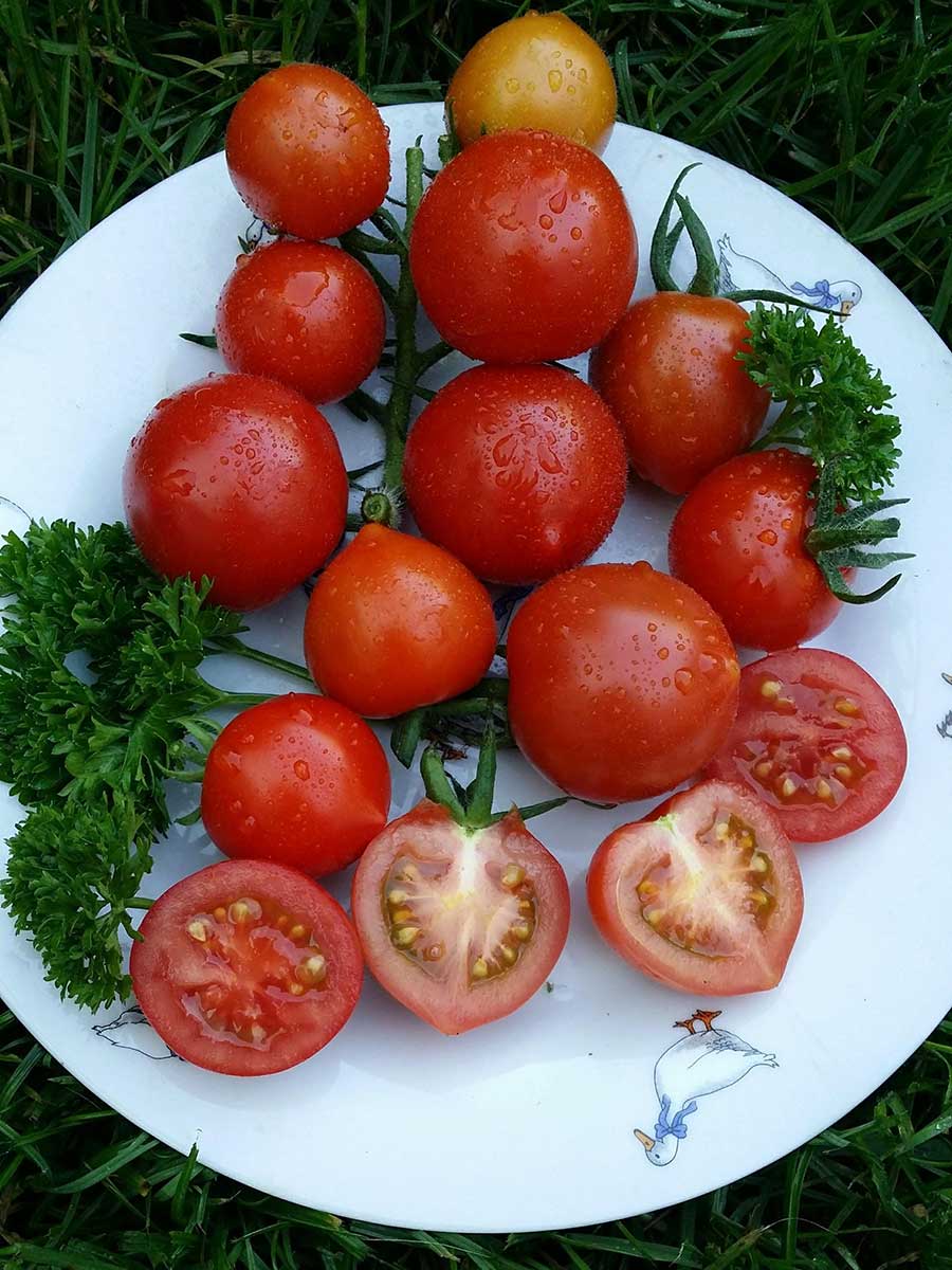 Paradajka odroda Ruthje