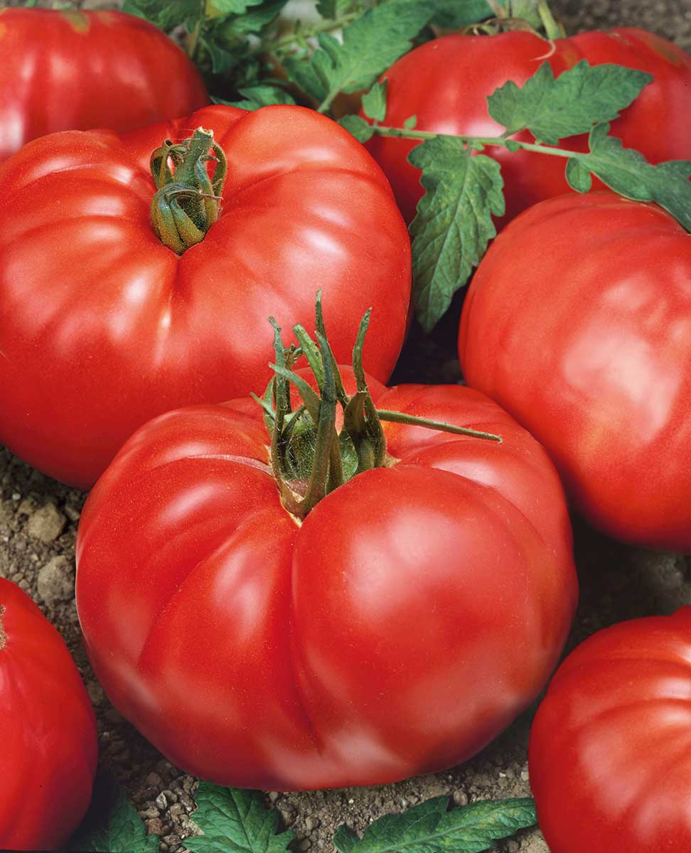 Paradajka odroda Jergus F1