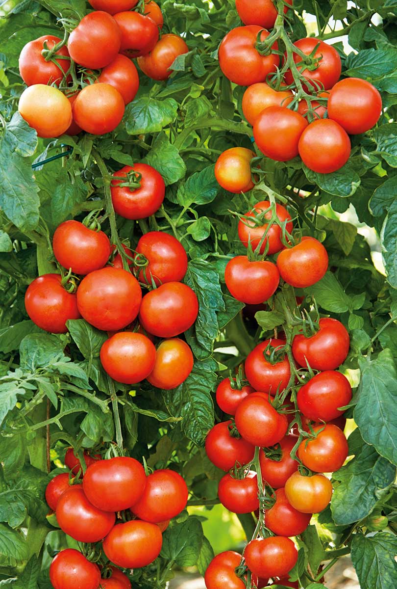 Paradajka odroda Veloria Zel F1