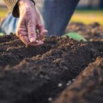 Ako hlboko vysievať