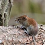 Hraboš sediaci na kmeni stromu