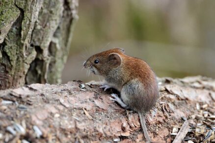 Hraboš sediaci na kmeni stromu
