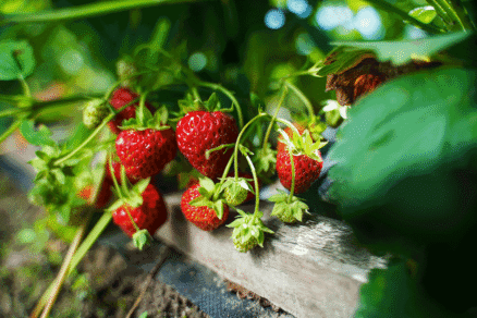 Ekologické pestovanie jahôd v záhrade