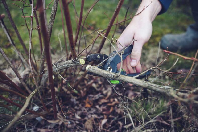 Rez starého čučoriedkového kríka