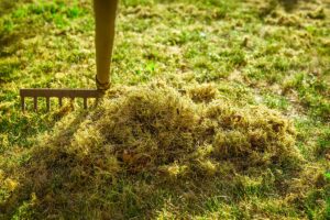 Mach trávniku neprospieva. Prečo sa tvorí a ako sa ho rýchlo zbaviť?