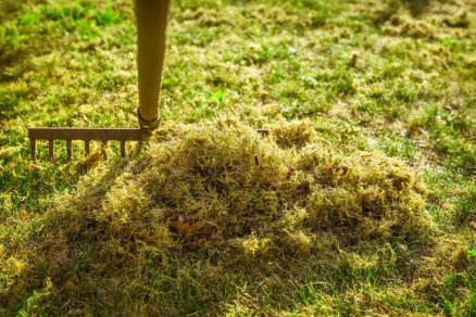 Zbavovanie sa machu v trávniku