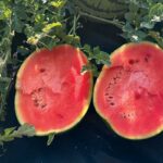 Zdravé a sladké melóny zo záhrady