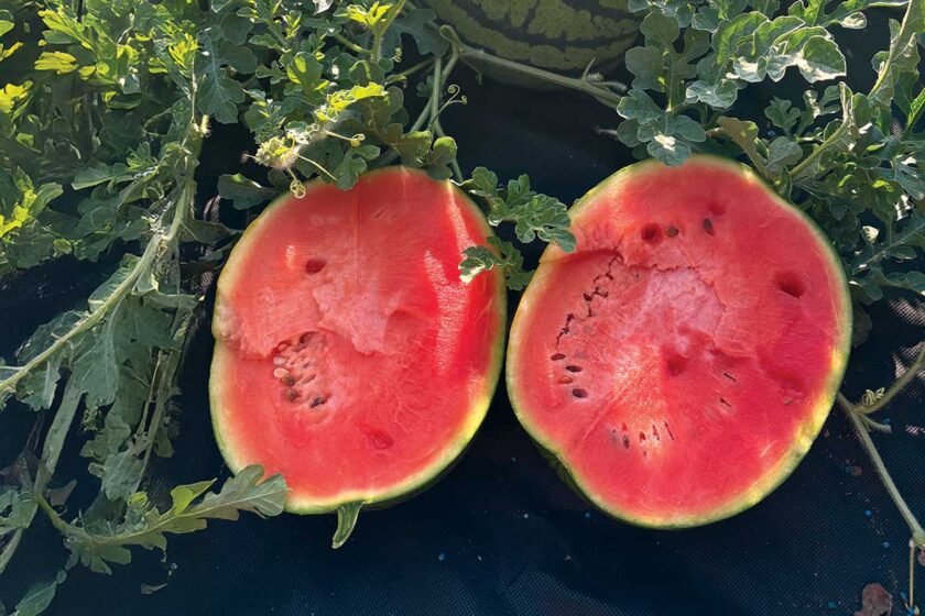 Zdravé a sladké melóny zo záhrady