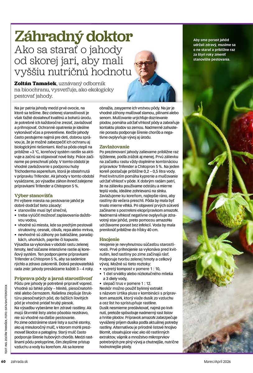 Článok Ako sa starať o jahody od skorej jari, aby mali vyššiu nutričnú hodnotu