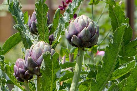 Artičoky v kvetinovom záhone