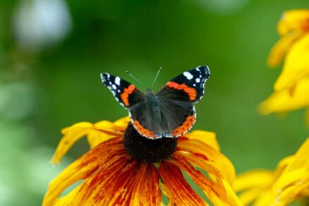 Babôčka admirálska