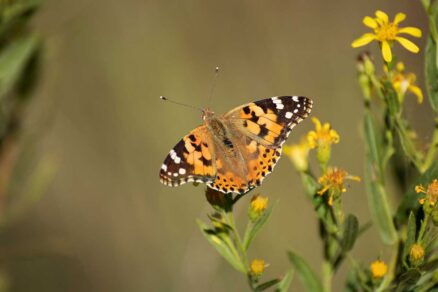 Babôčka bodliaková