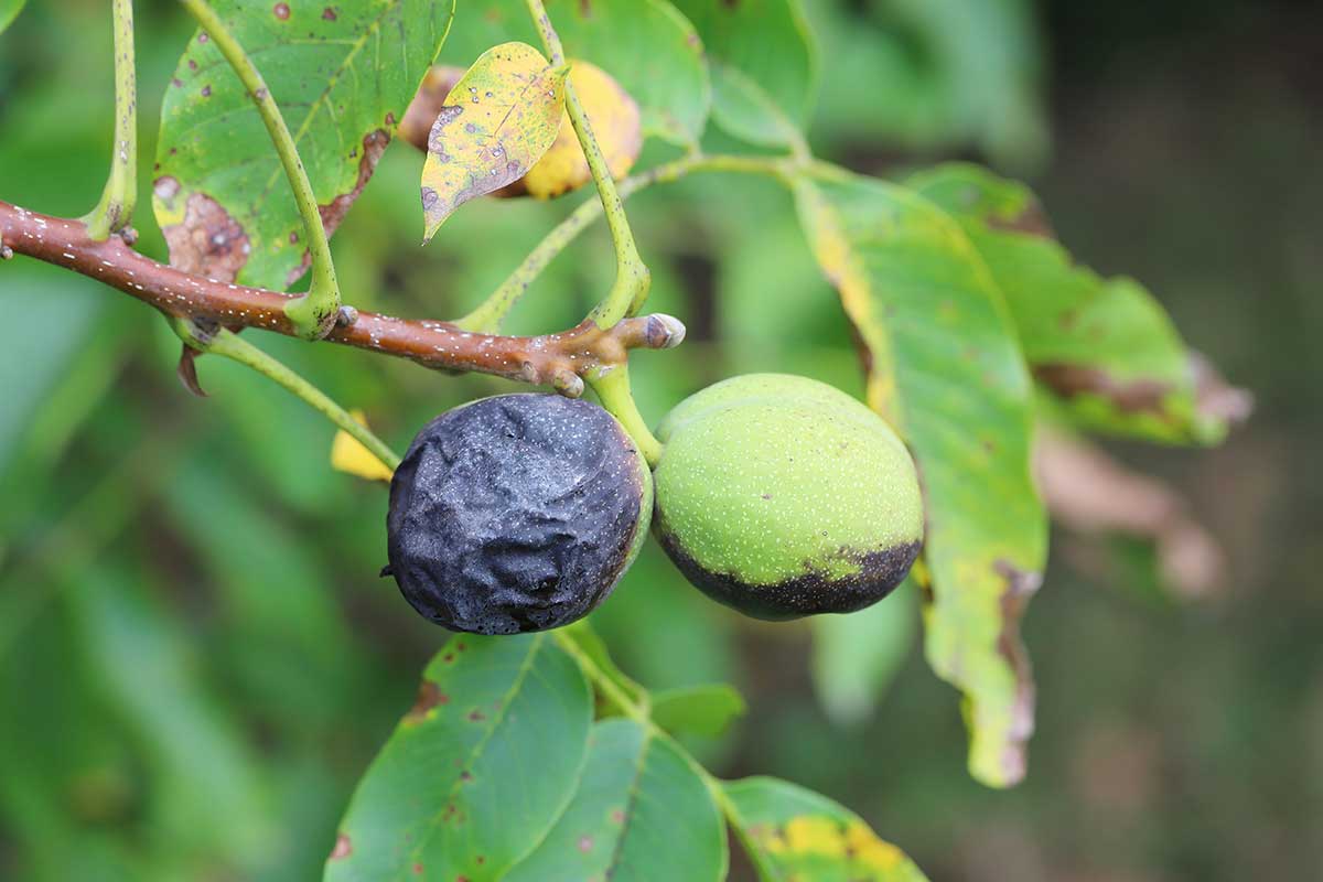 Čierne plody orechov napadnuté vrtivkou