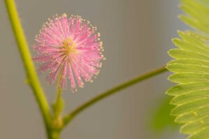 Pôvabná citlivka zareaguje na každý dotyk. Čo je pri jej pestovaní kľúčové?