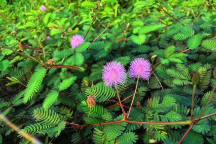 Pestovanie citlivky hanblivej v záhrade