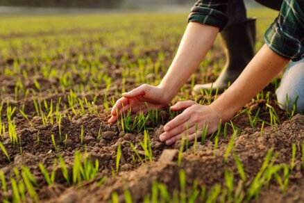 Farmár sa dotýka mladých rastlín pšenice na poli