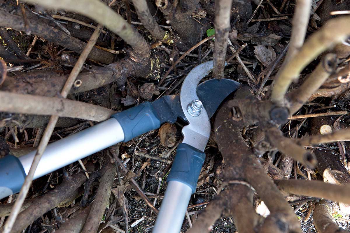 Rez drevitej pivónie na jar