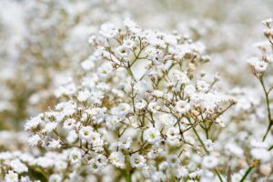 Gypsomilka vás nesklame. Ozdobí slnečné záhony a využijete ju aj na dekoráciu interiéru