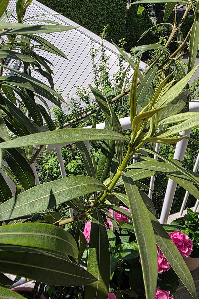 Drobný prášok na listoch oleandra spôsobený roztočcami