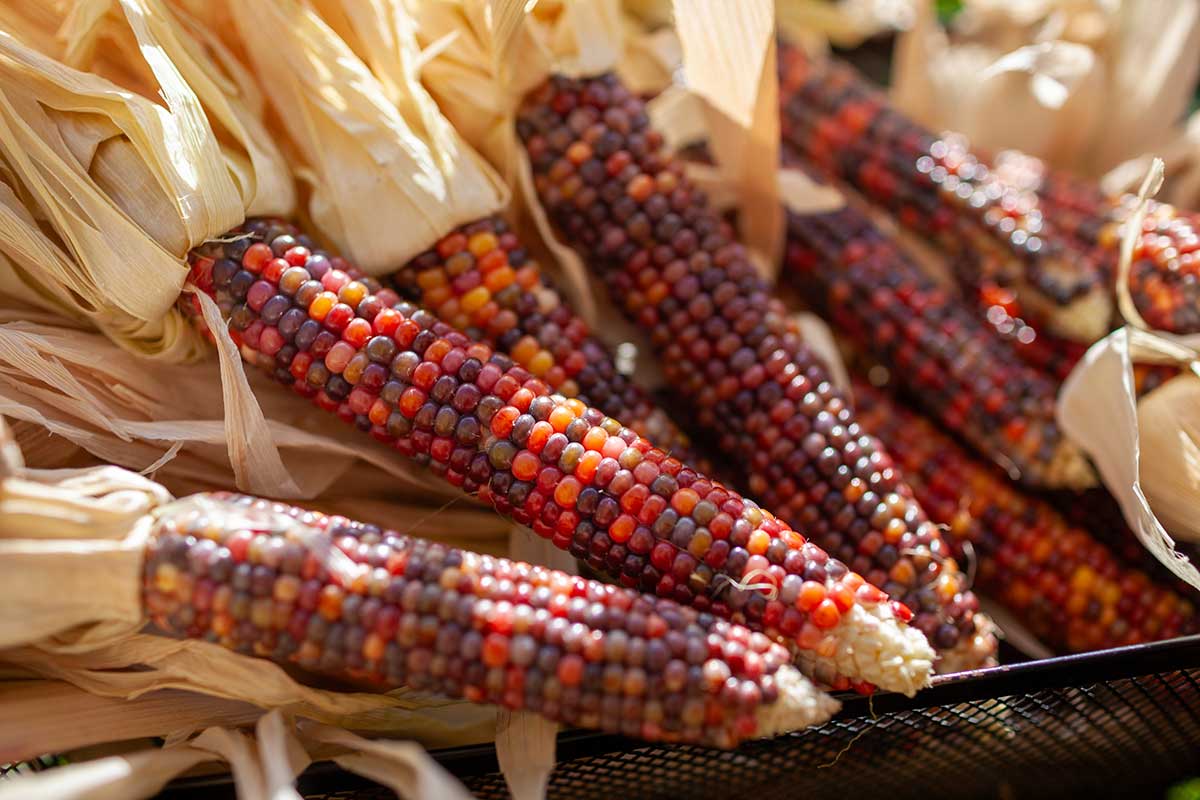 Farebné plody okrasnej kukurice