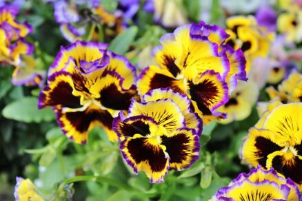 Fialka záhradná Rococo