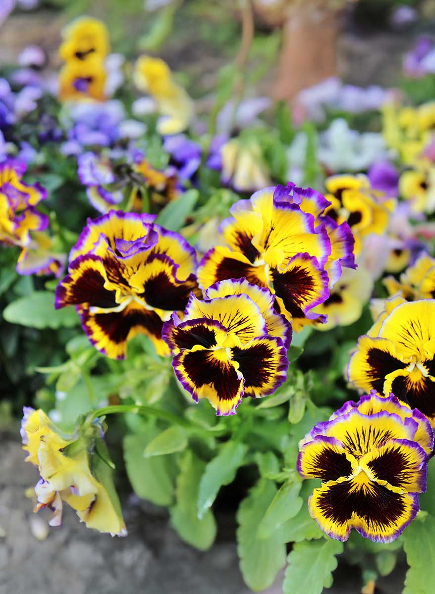 Fialka záhradná Rococo