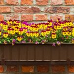 Sirôtky v kvetináči