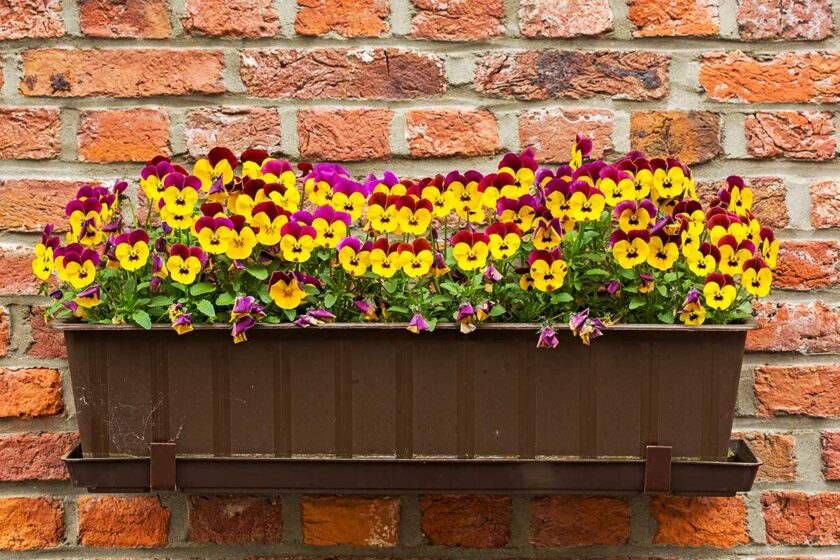 Sirôtky v kvetináči