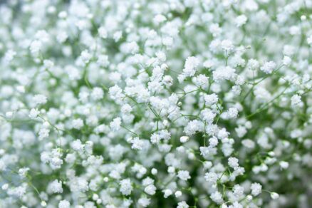 Gypsomilka prezývaná aj nevestin závoj