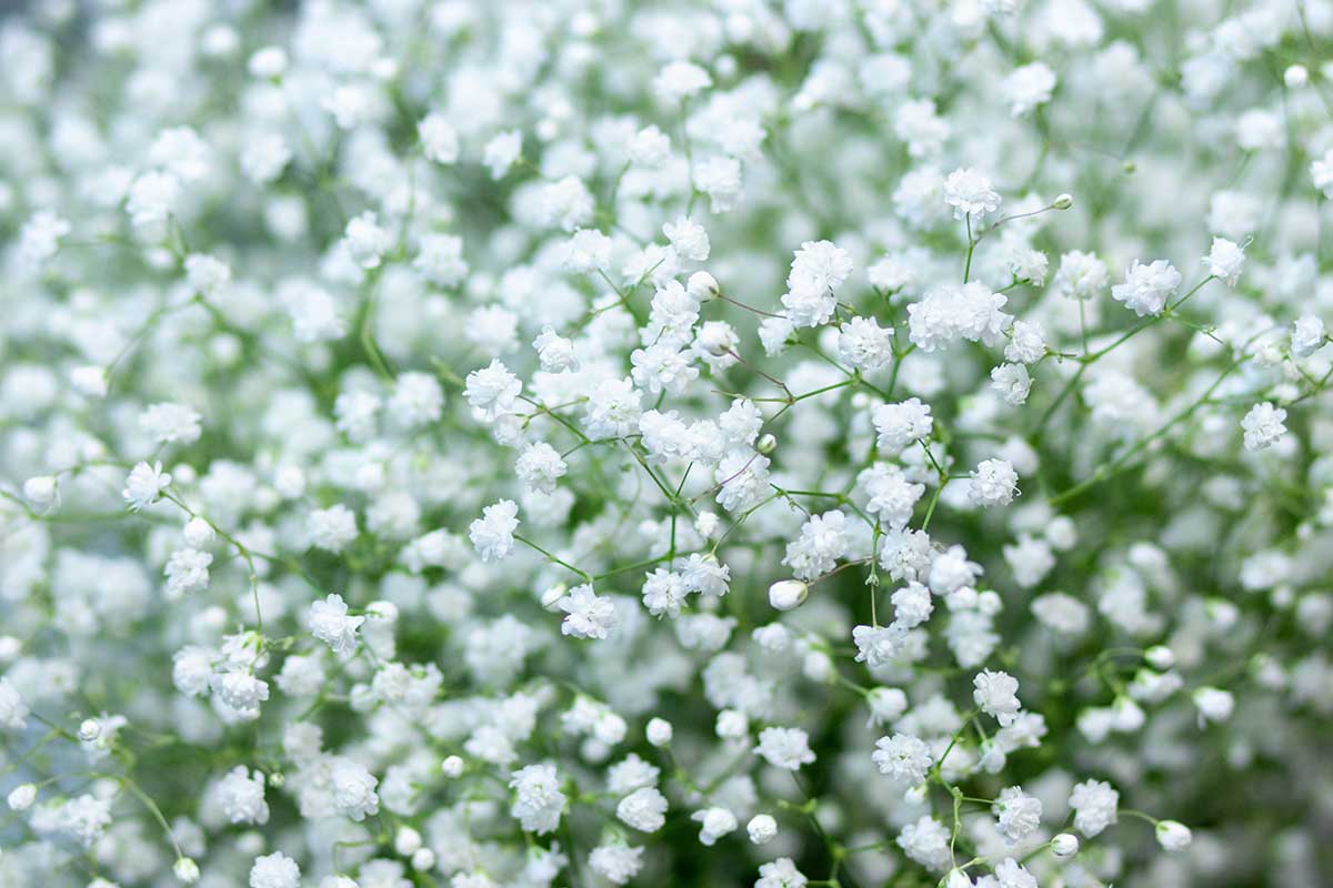 Najznámejšej gypsomilke metlinatej sa hovorí ľudovo aj nevestin závoj. Foto: Shutterstock