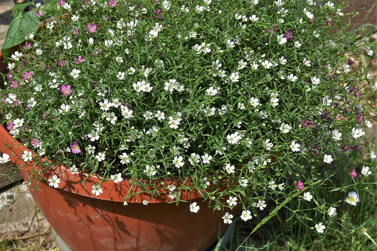 Gypsomilka plazivá v kvetináči