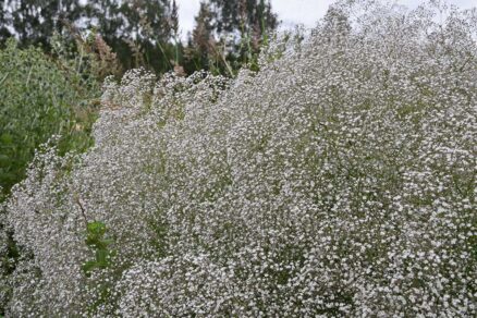 Gypsomilka rastúca v záhrade