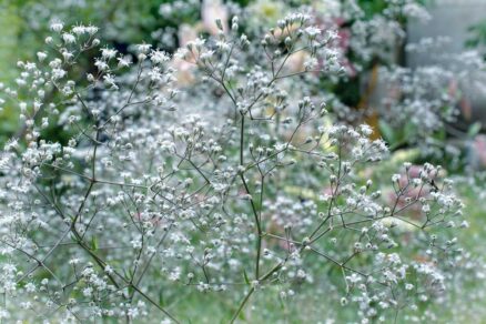 Pestovanie gypsomilky v záhrade