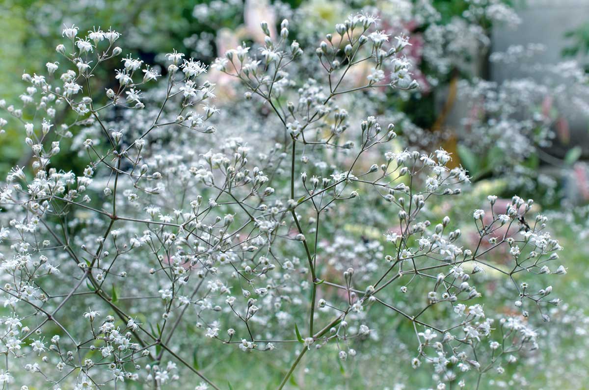 Pestovanie gypsomilky v záhrade