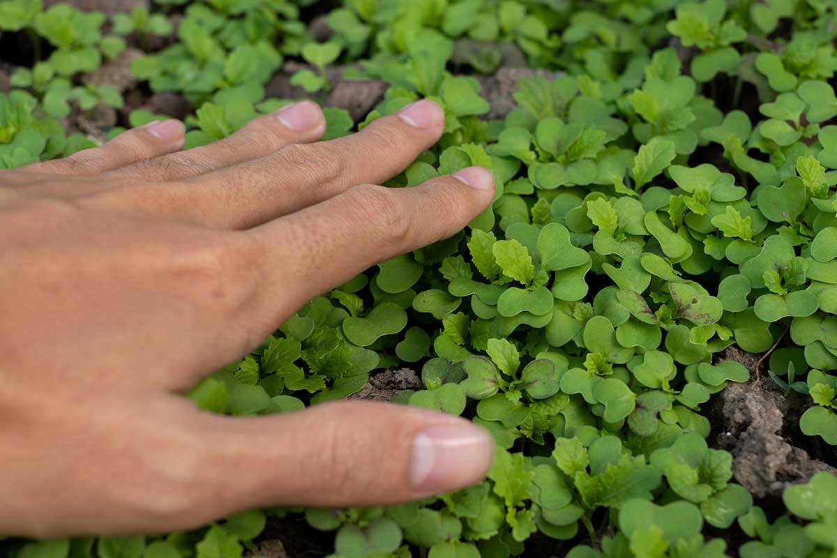 Dotýkanie sa priesad rastlín ako jeden z krokov starostlivosti o ne