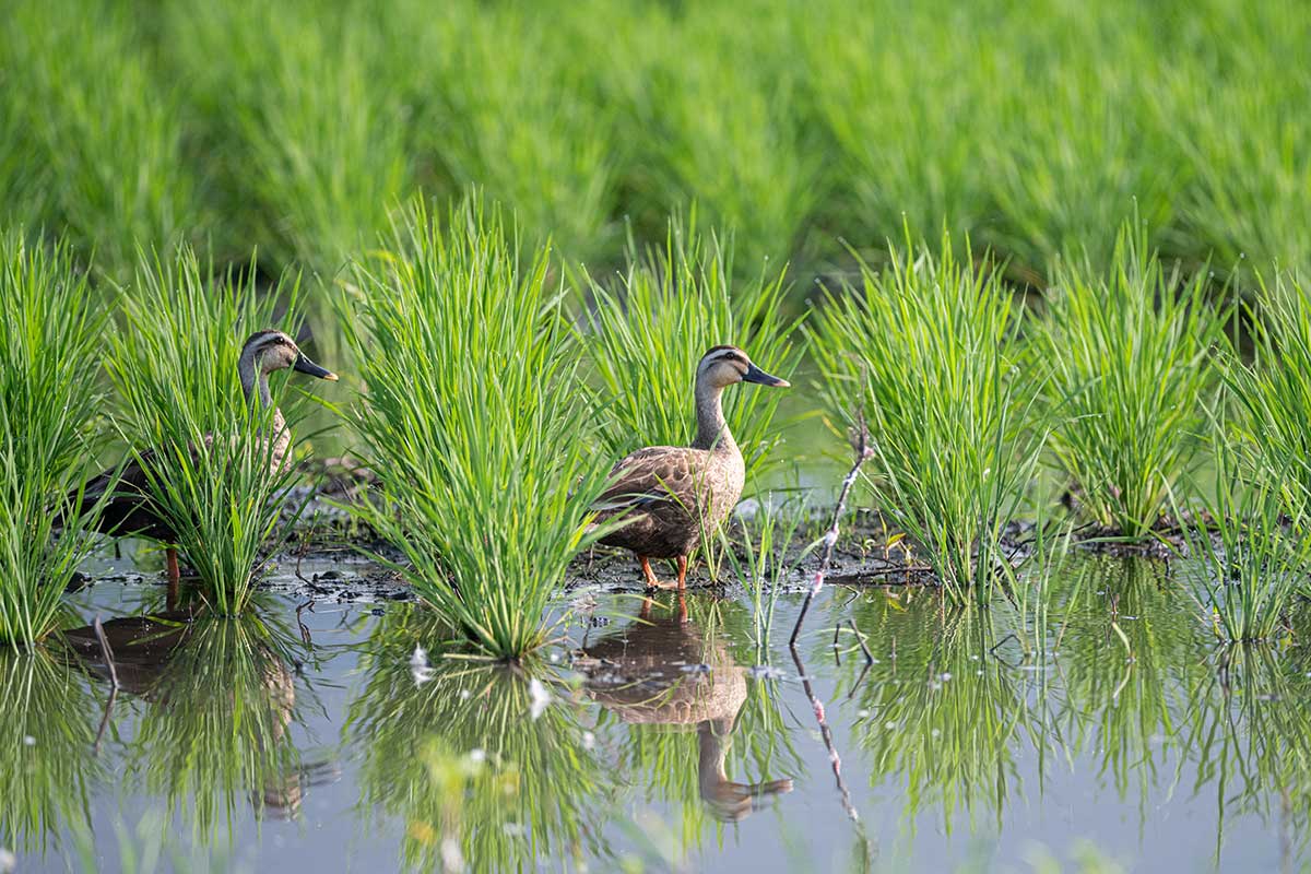 Kačice v ryžovom poli