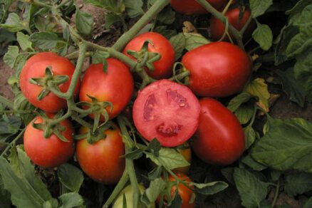 Paradajka odroda Šejk