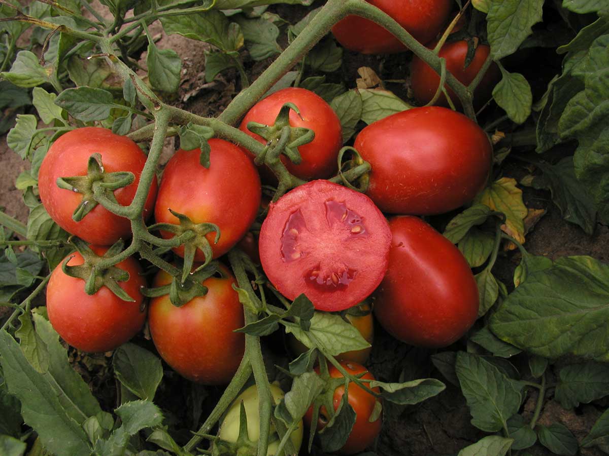 Paradajka odroda Šejk 