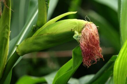 Rastúci klas okrasnej kukurice v záhrade