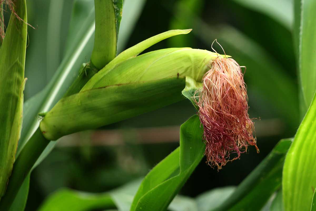 Rastúci klas okrasnej kukurice v záhrade