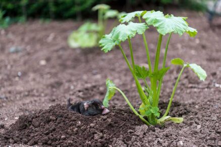 Krtko v kope hliny pri rastline v záhone