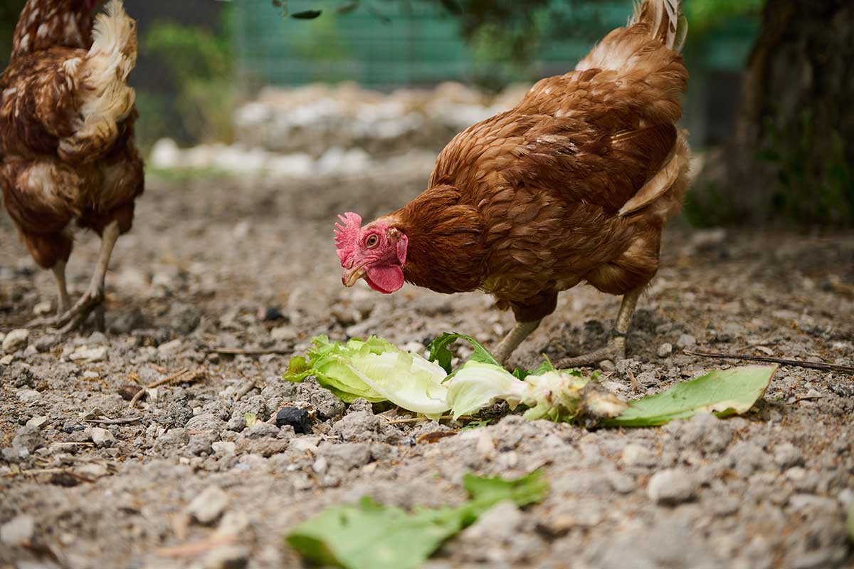 Sliepka pojedá zvyšky zeleniny
