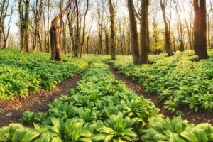 Medvedí cesnak práve zaplavuje slovenské lesy. Pozrite si mapu jeho výskytu