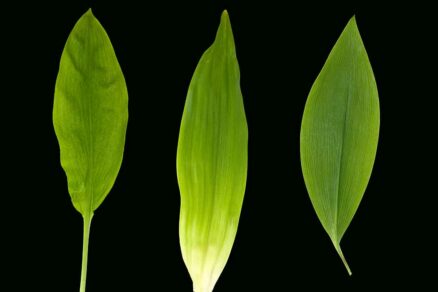 Listy: medvedí cesnak, konvalinka, jesienka