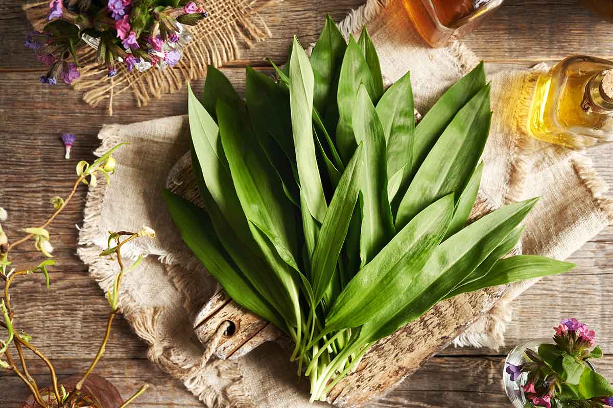 Medvedí cesnak v kuchyni na stole