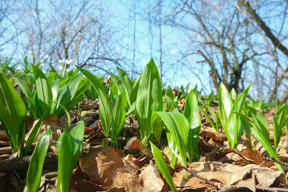 Medvedí cesnak na jar medzi lístím