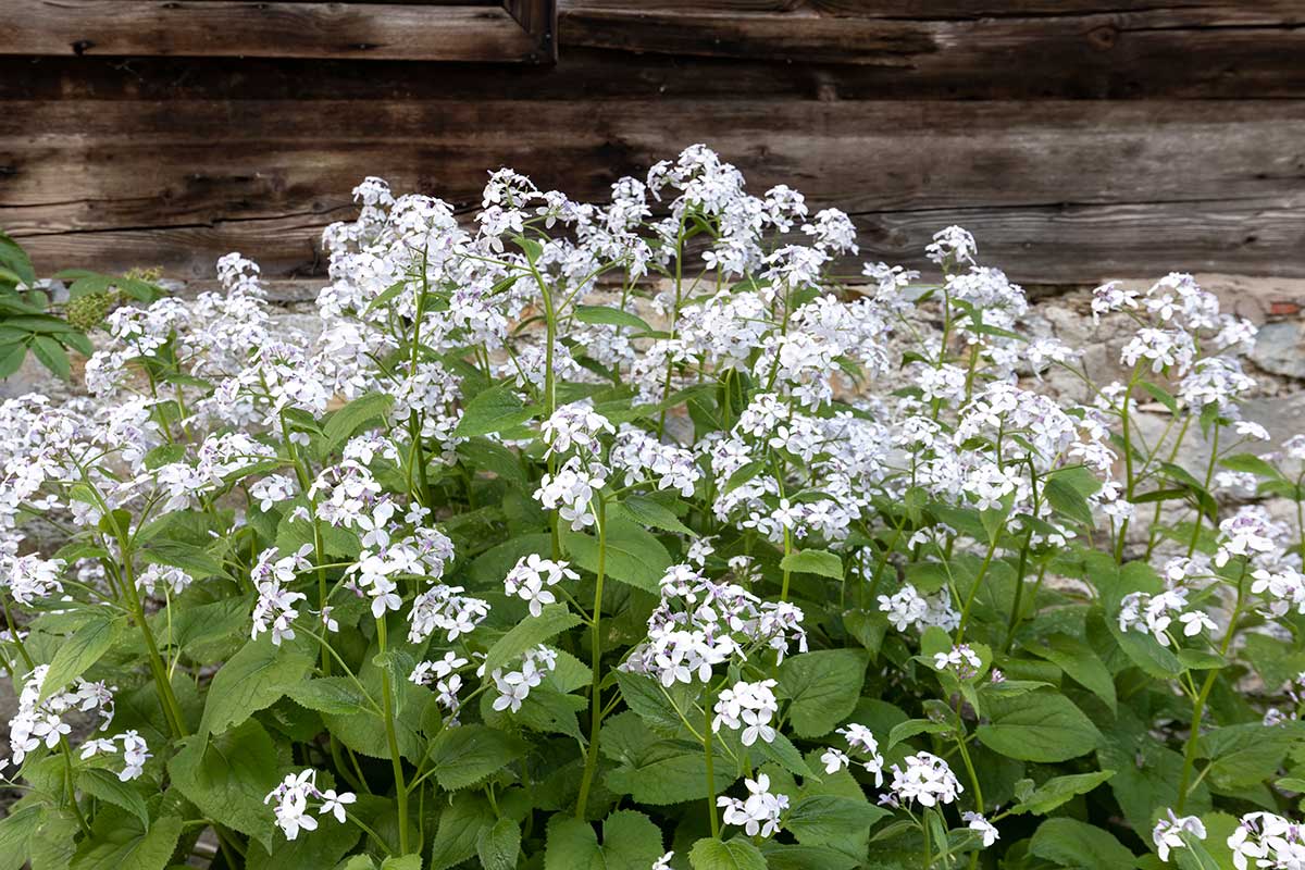 Kvety má menšie, fialové alebo aj biele a vždy vo väčšom množstve. Foto: Shutterstock 