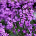 Fialové kvety mesačnice ročnej