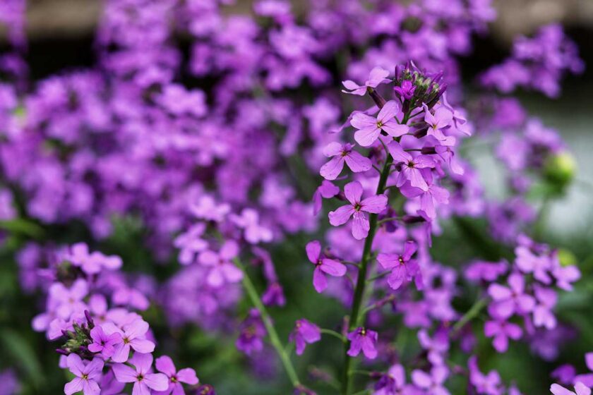 Fialové kvety mesačnice ročnej