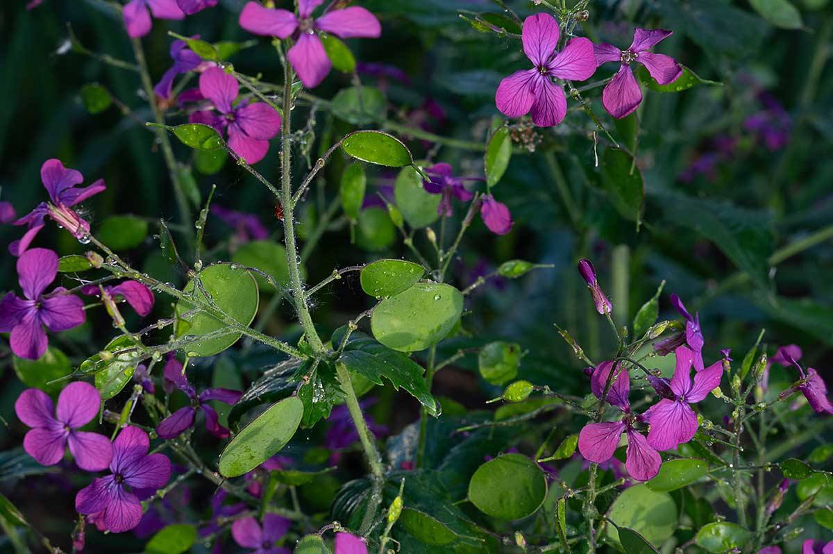 Kvitnúca mesačnica ročná v záhrade